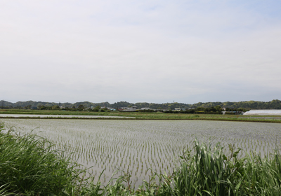 谷津田風景　