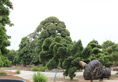 出荷を待つ植木