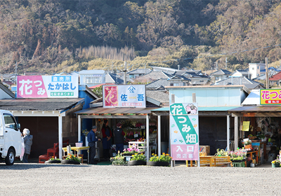 花摘み