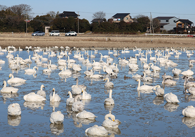 白鳥が飛来