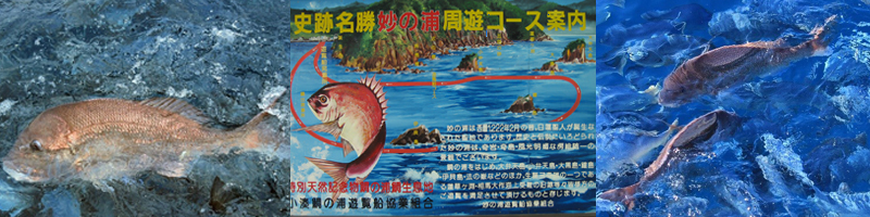 鯛の浦遊覧船