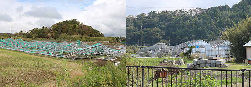 崩壊したビニールハウス