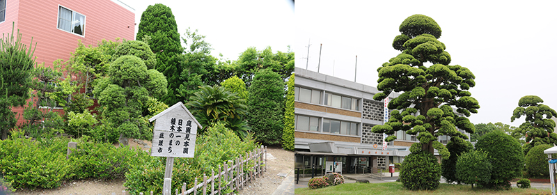 ミニ庭園日本園とラカンマキ