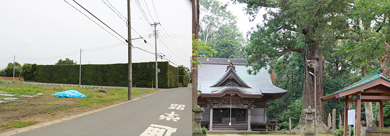 匝瑳市の槇塀と松山神社の大杉