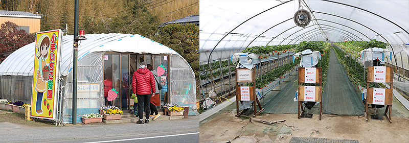 豊富な品種のいちご狩り