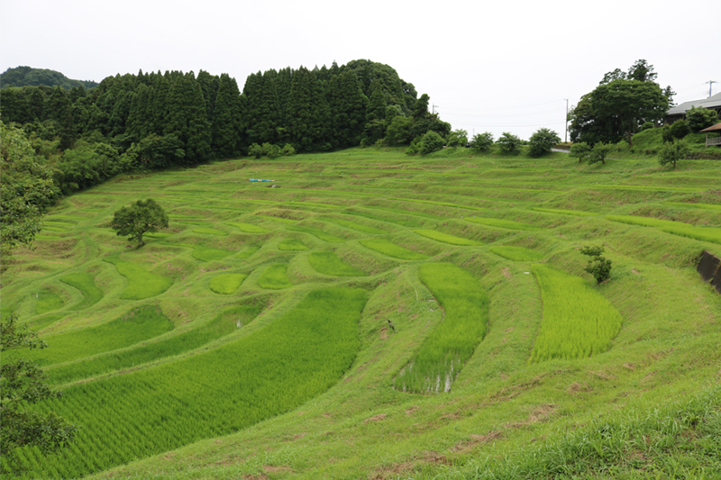 大山千枚田