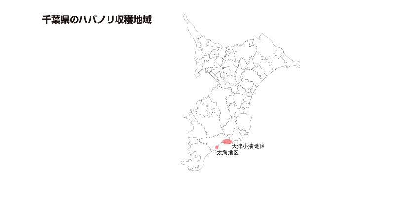 千葉県のハバノリ収穫地域