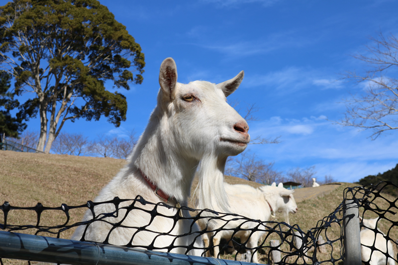 千葉県酪農のさと